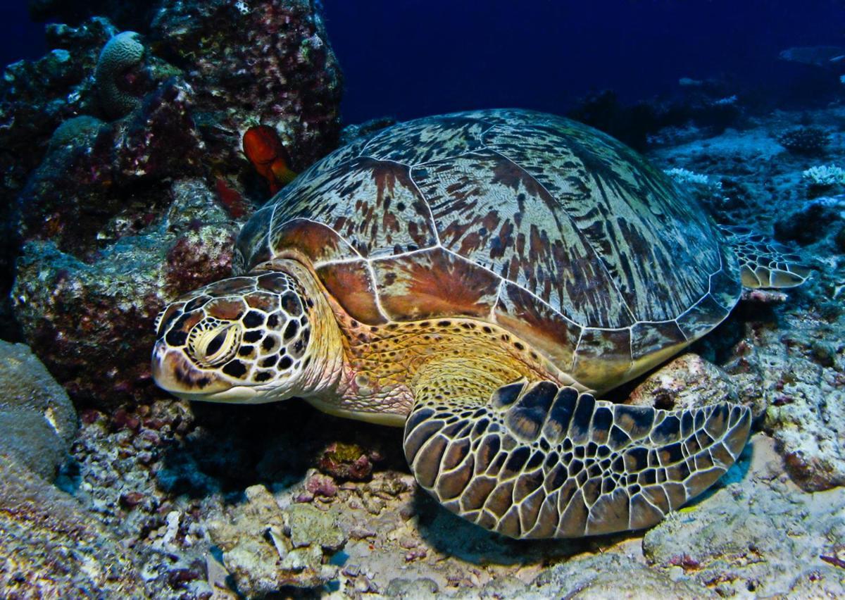 Manta Reserve Maalhos  المظهر الخارجي الصورة