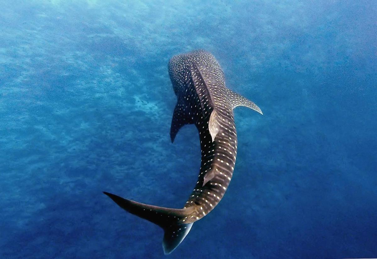 Manta Reserve Maalhos  المظهر الخارجي الصورة
